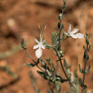 Image of Teucrium racemosum R. Br.