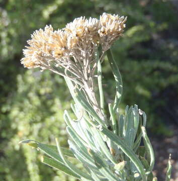 Image of Athanasia tomentosa Thunb.