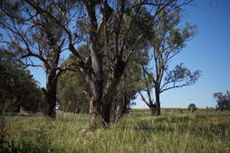 صورة Rytidosperma caespitosum (Gaudich.) Connor & Edgar