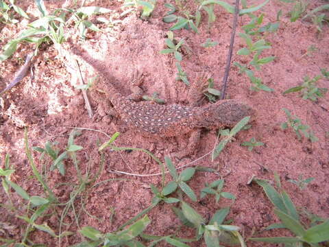 Image of Savannah Monitor