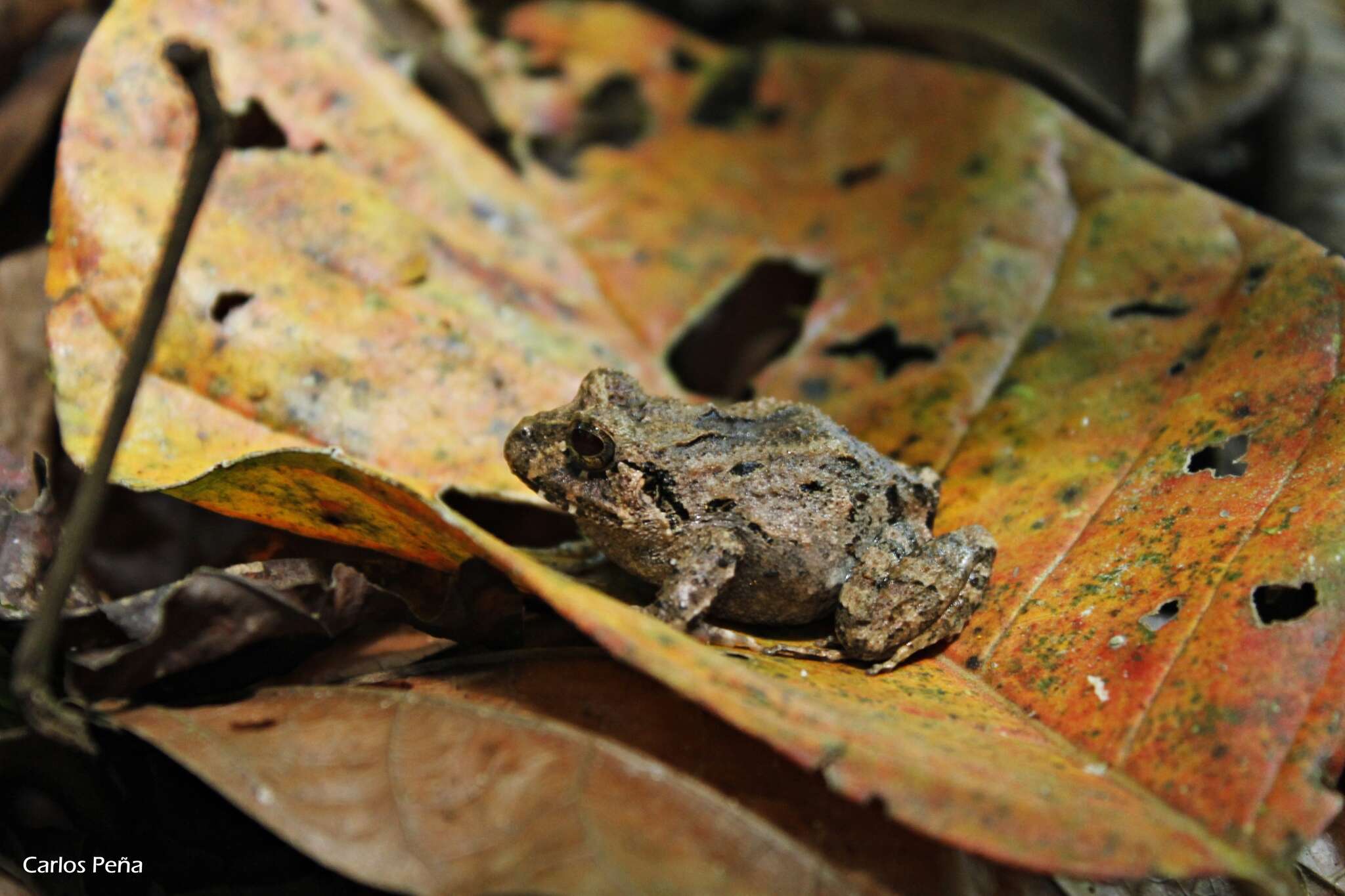 Image of Craugastor rugosus (Peters 1873)