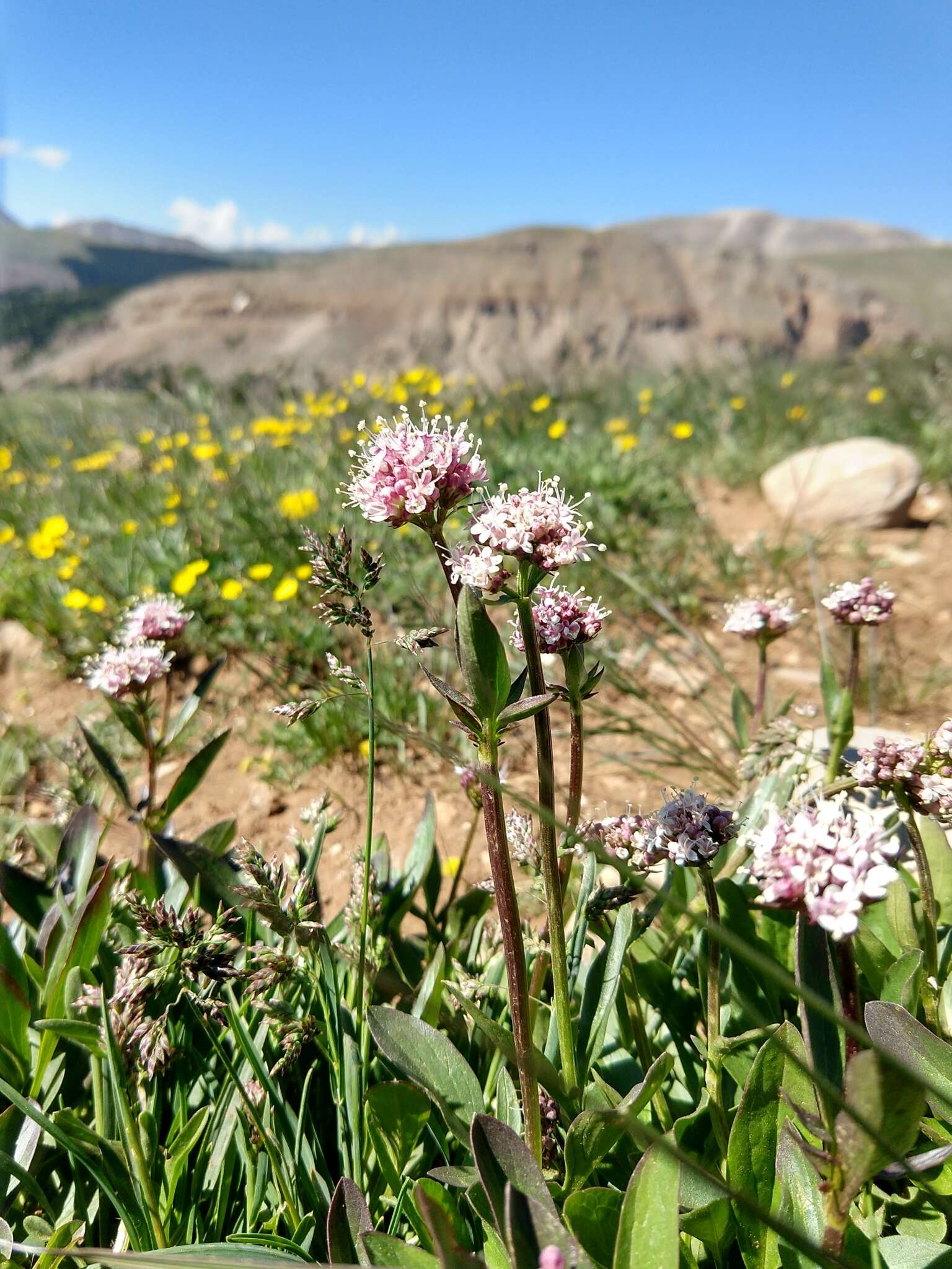 Image of Cordilleran Valerian