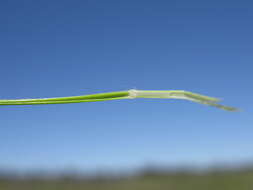 Rytidosperma caespitosum (Gaudich.) Connor & Edgar resmi