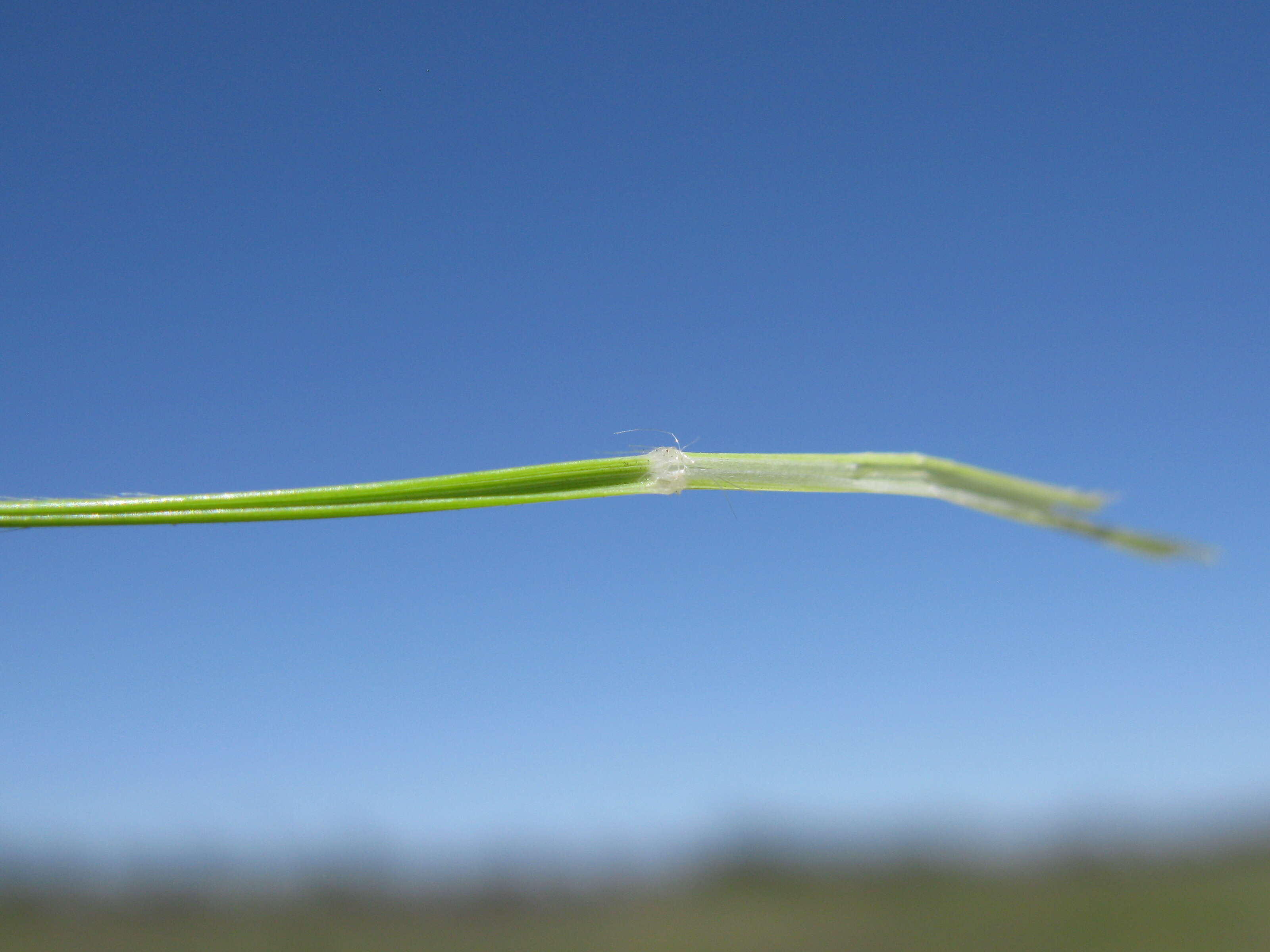 Rytidosperma caespitosum (Gaudich.) Connor & Edgar resmi