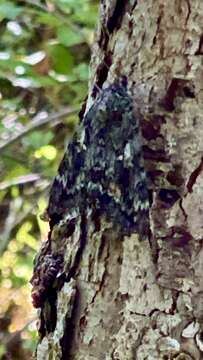 Image of Aholibah Underwing