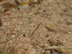 Image of seashore dropseed