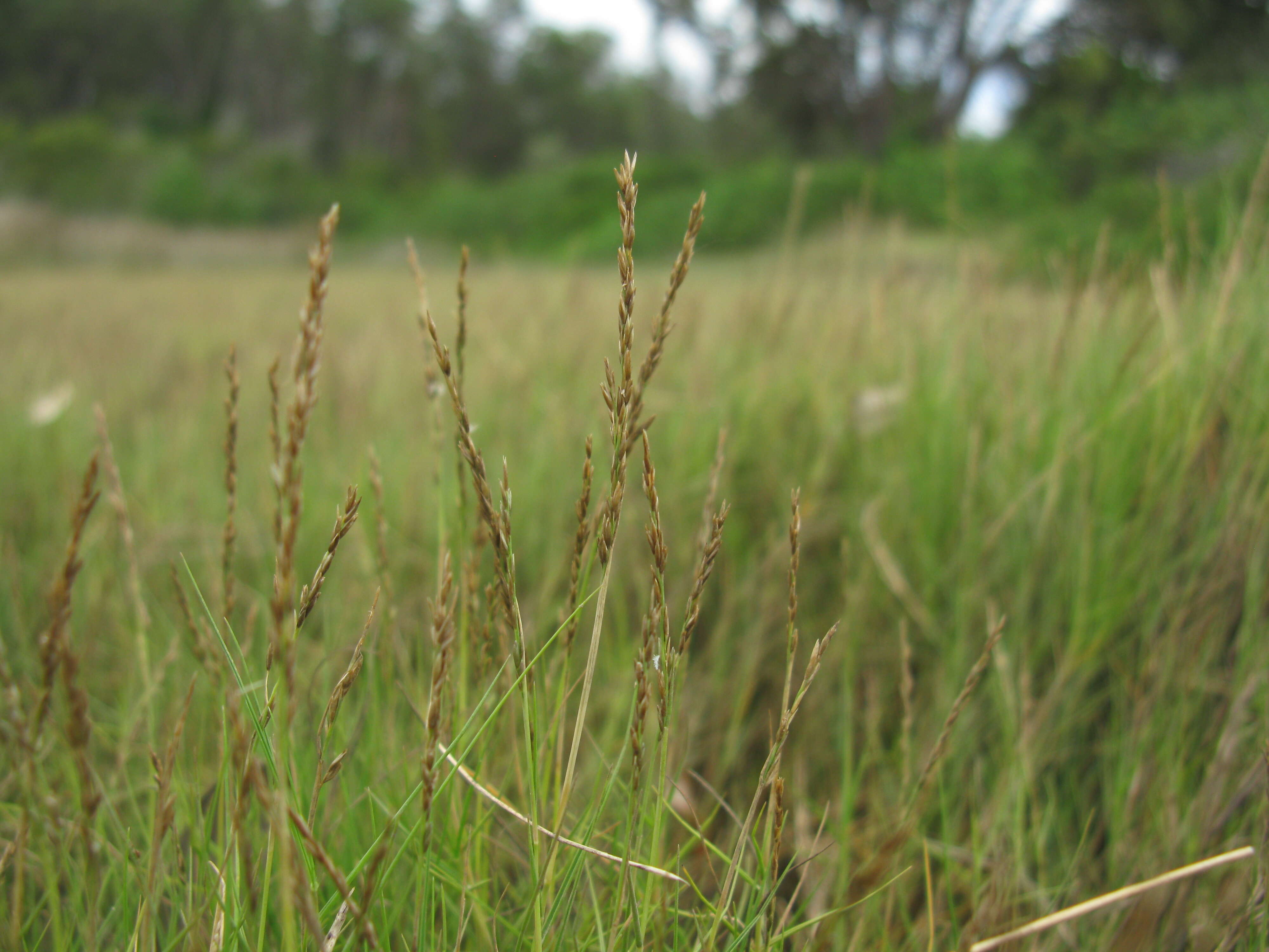 Image de Sporobolus virginicus (L.) Kunth