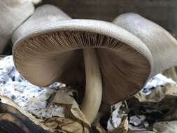 Image of straw mushroom