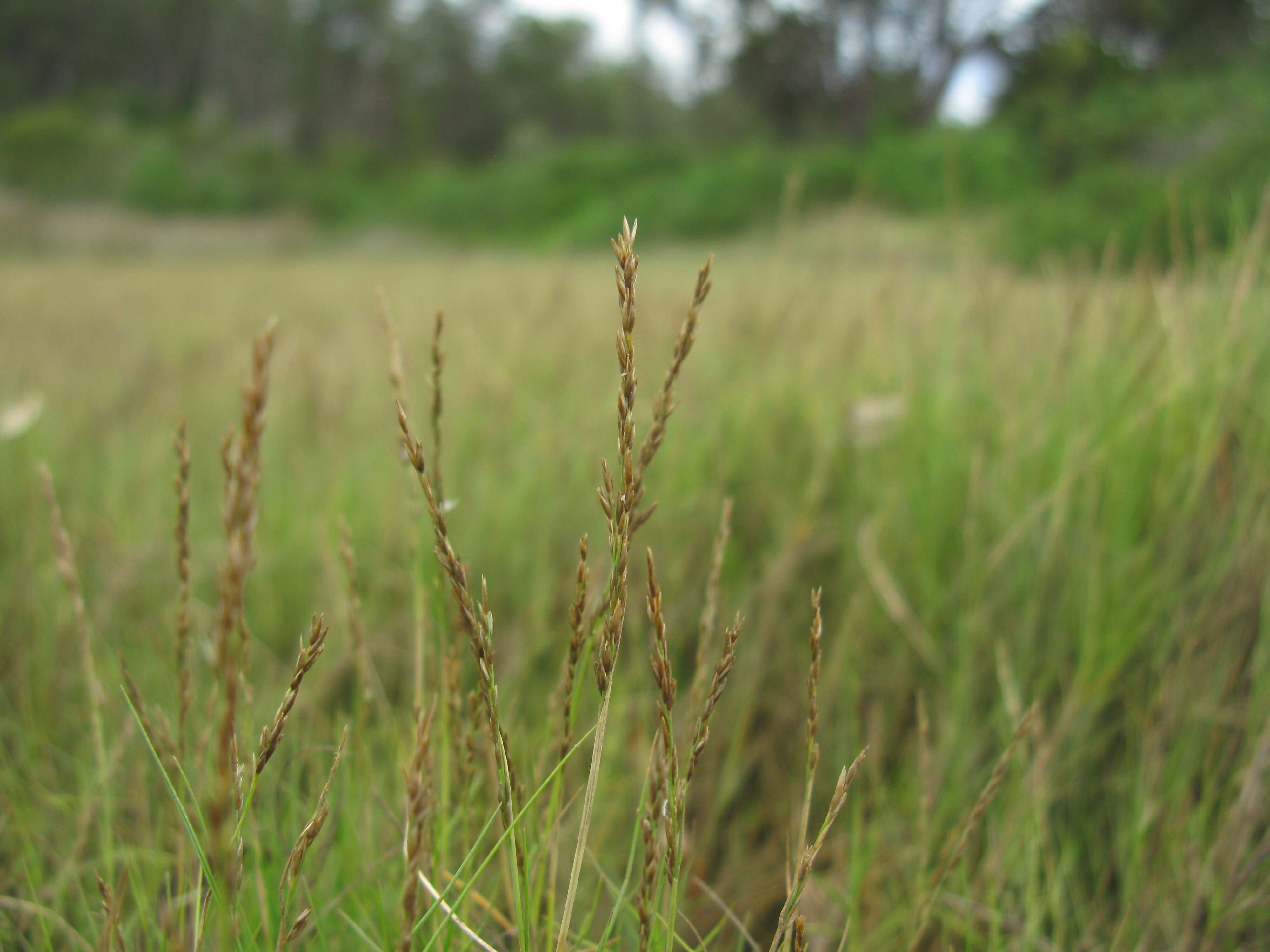 Image de Sporobolus virginicus (L.) Kunth