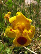 Image of Snap dragon