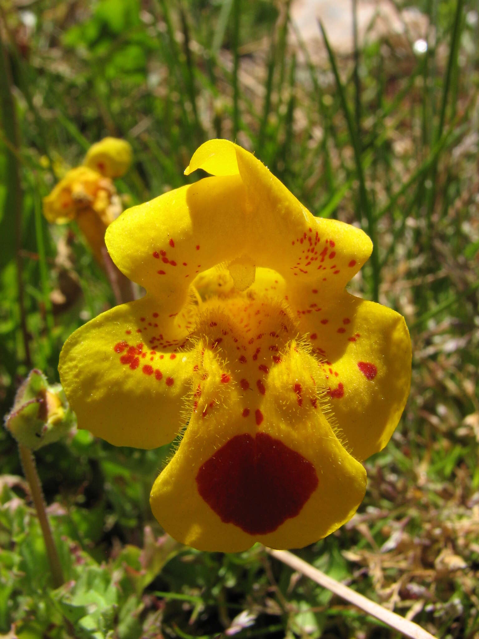 Imagem de Erythranthe lutea (L.) G. L. Nesom