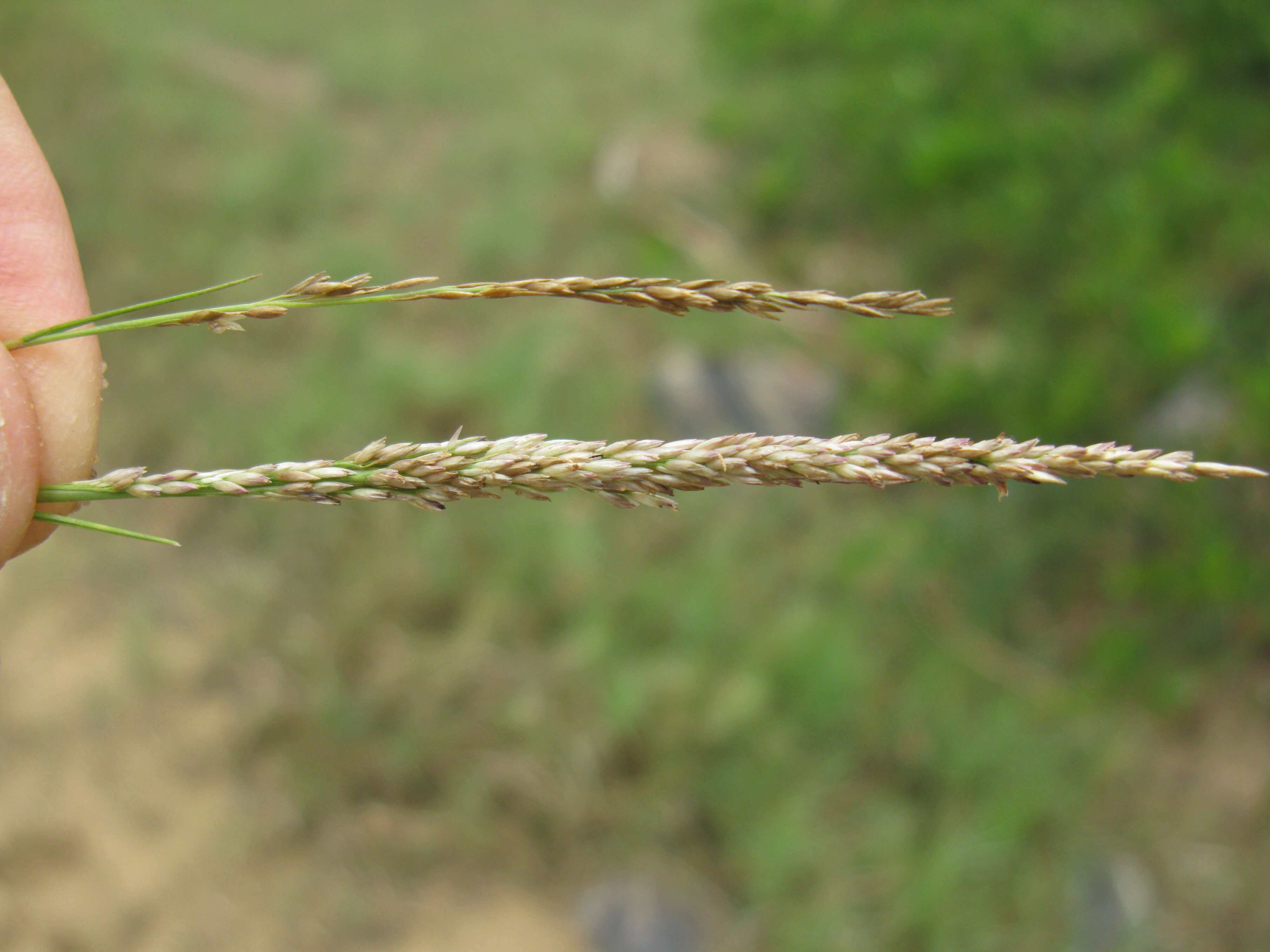 Image of seashore dropseed