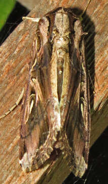 Image of Sweetpotato Armyworm Moth