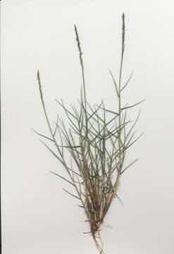 Image of seashore dropseed