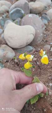 Image of Calceolaria elatior Griseb.