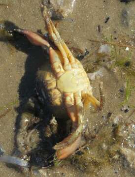 Image of Gulf stone crab