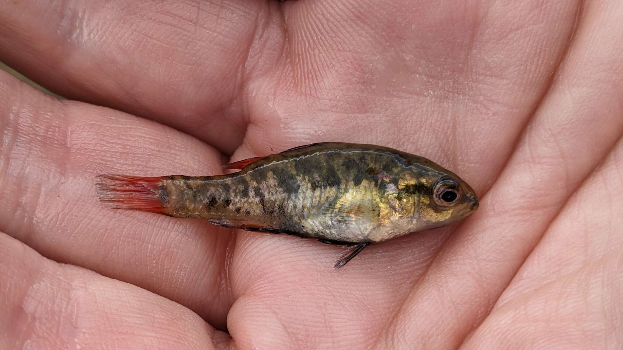 Image of Southern pygmy perch