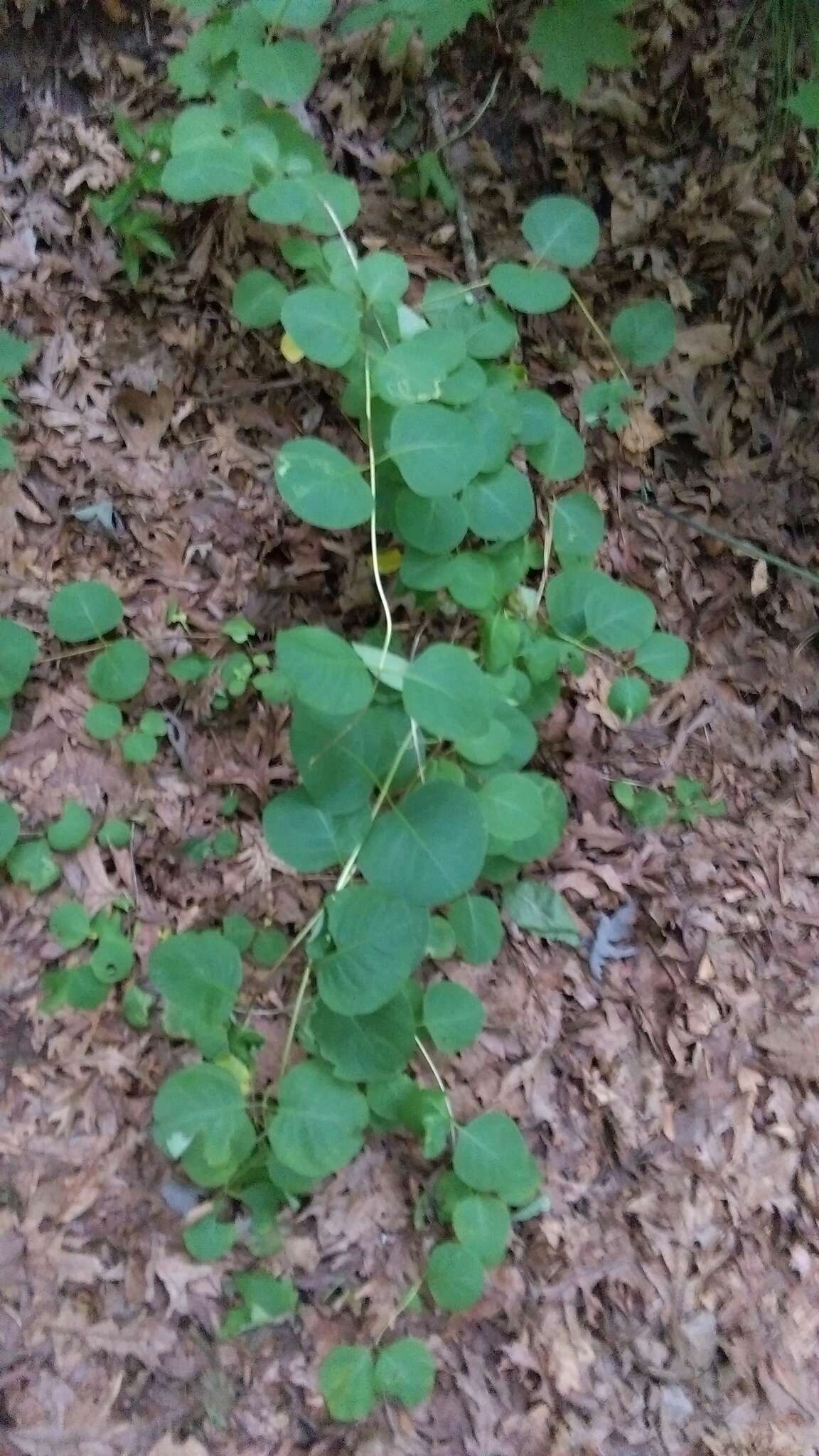 Image of grape honeysuckle