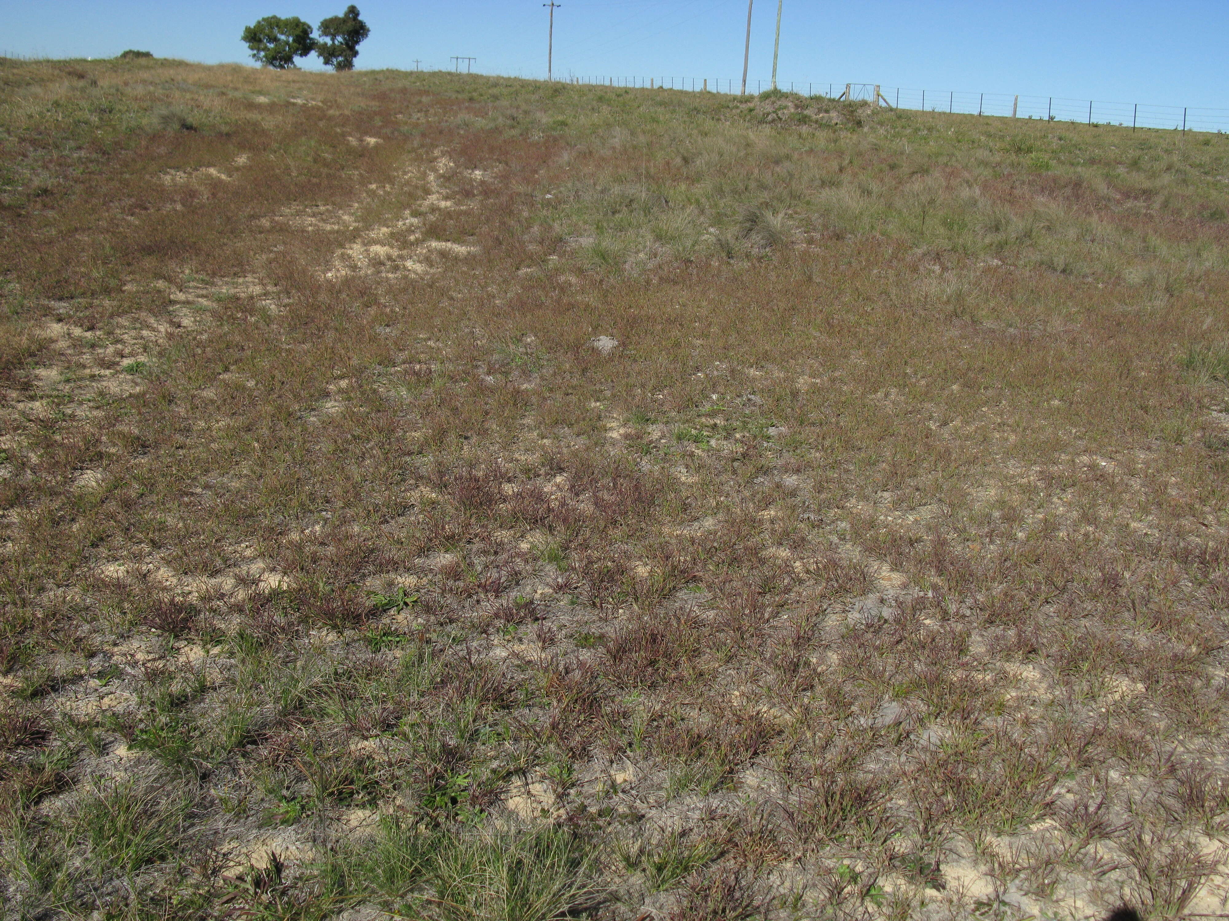 Image of Red grass