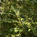 Alpinia malaccensis (Burm. fil.) Roscoe resmi