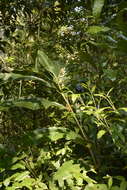 Image of Alpinia malaccensis (Burm. fil.) Roscoe