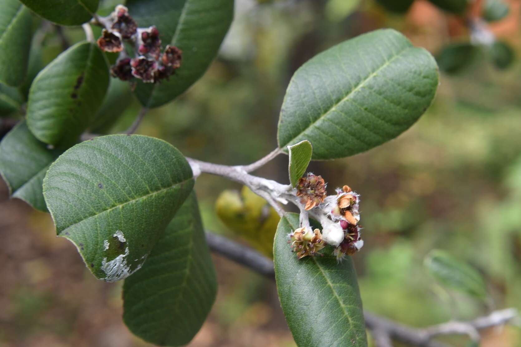 Malacomeles nervosa (Decne.) G. N. Jones的圖片