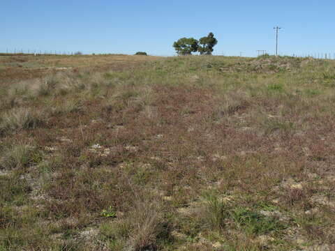 Image of Red grass