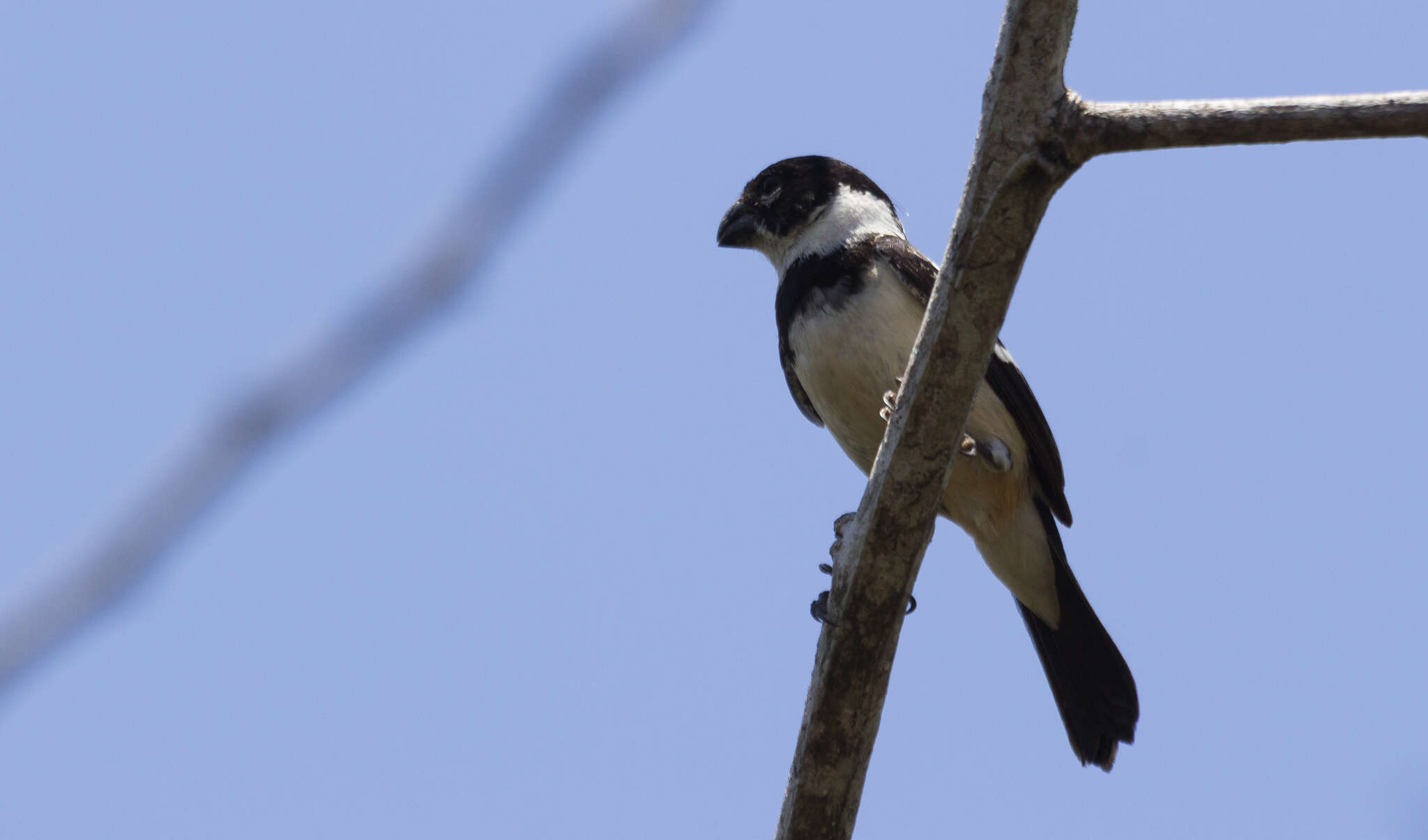 Image of Sporophila morelleti morelleti (Bonaparte 1850)