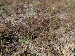 Image of Red grass