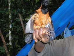 Image of Hooded Pitohui