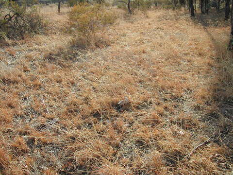 Image of Red grass