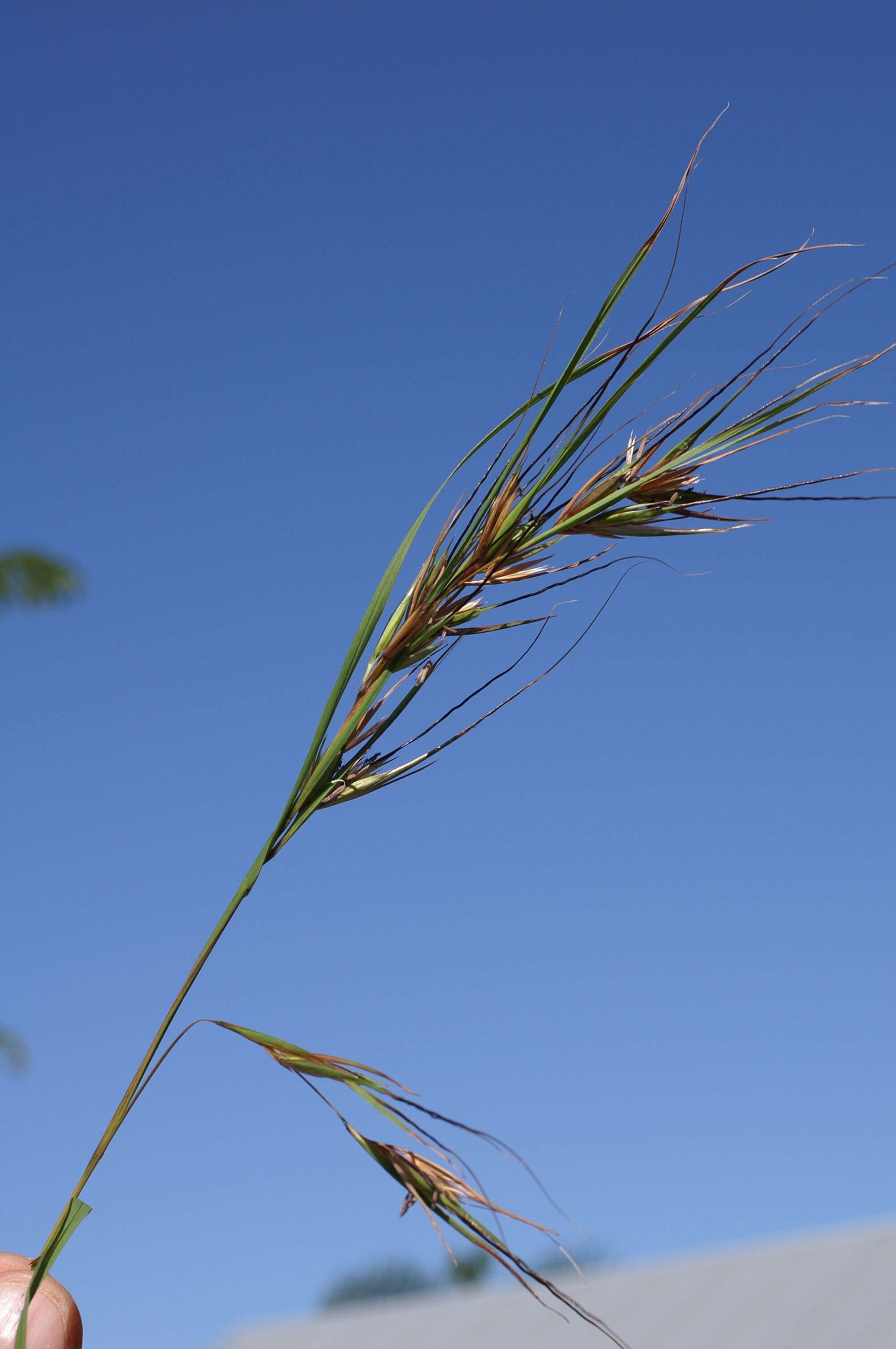 Image of Red grass