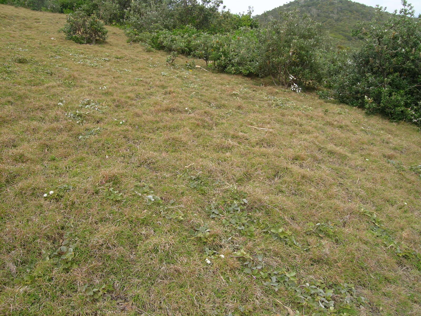 Image of Red grass