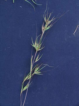 Plancia ëd Themeda triandra Forssk.