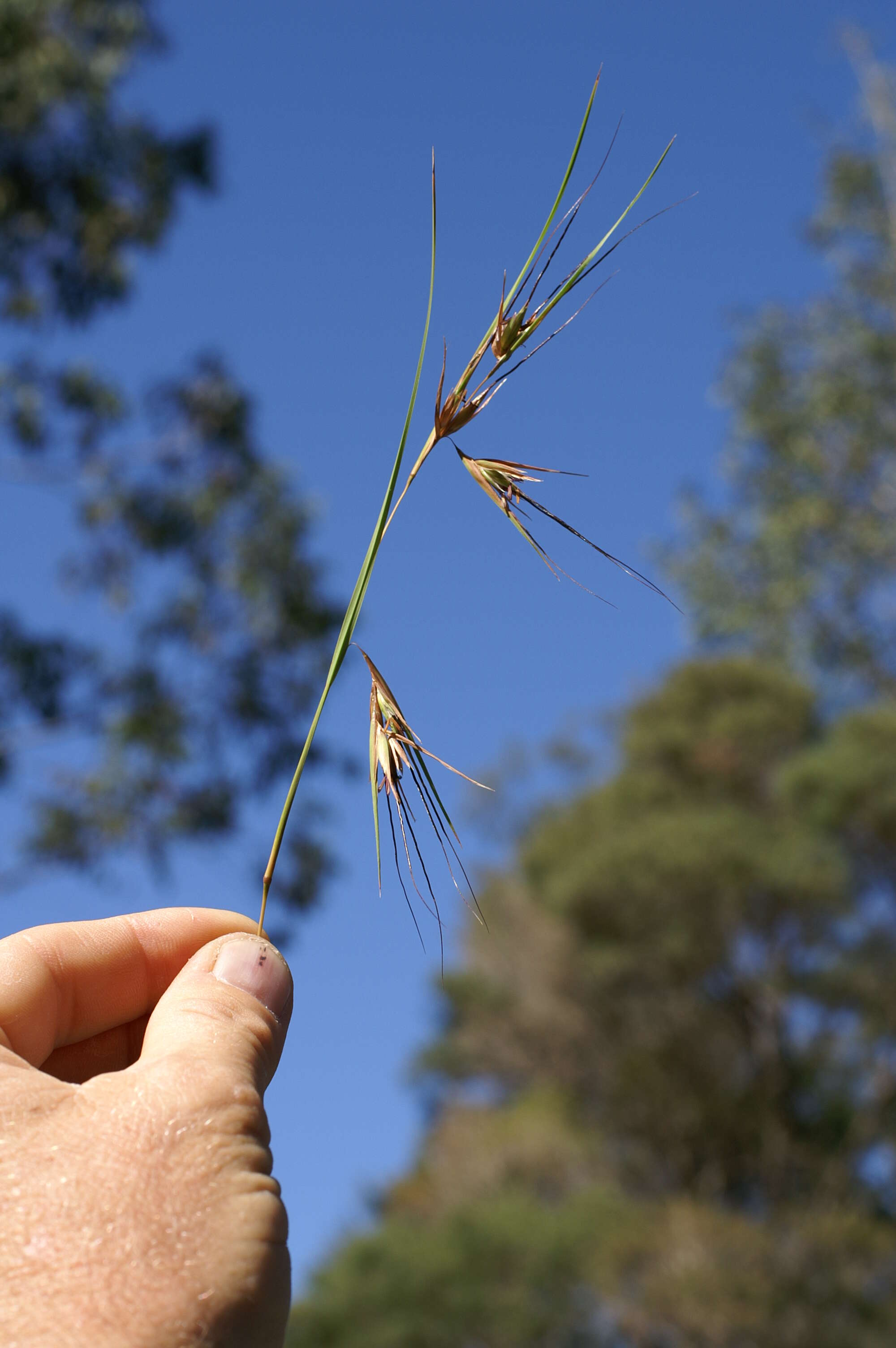 Image of Red grass