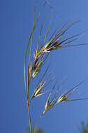 Image of Red grass