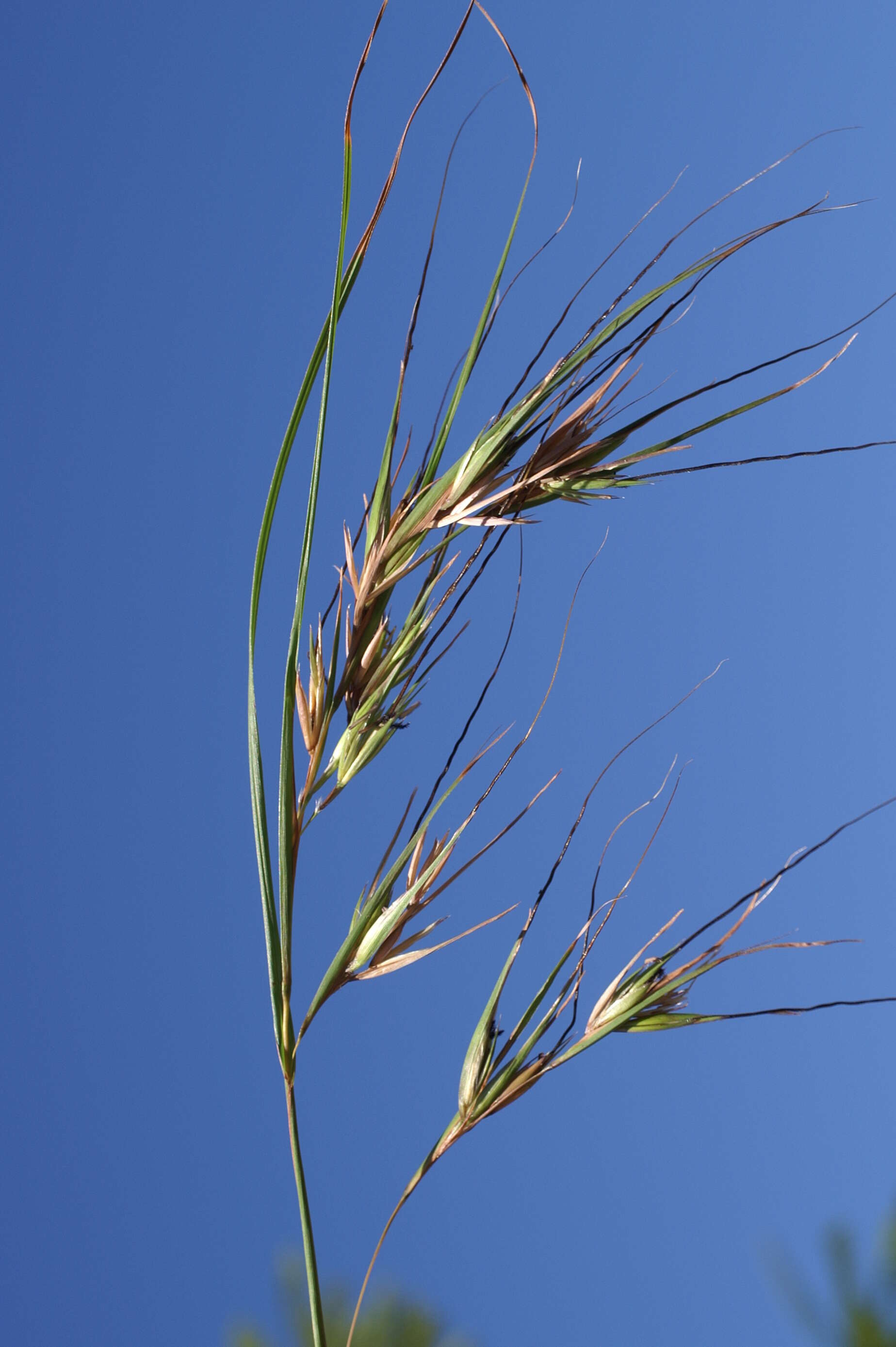 Image of Red grass