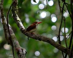 صورة Corythornis madagascariensis (Linnaeus 1766)