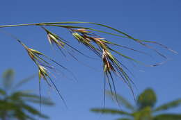 Image of Red grass