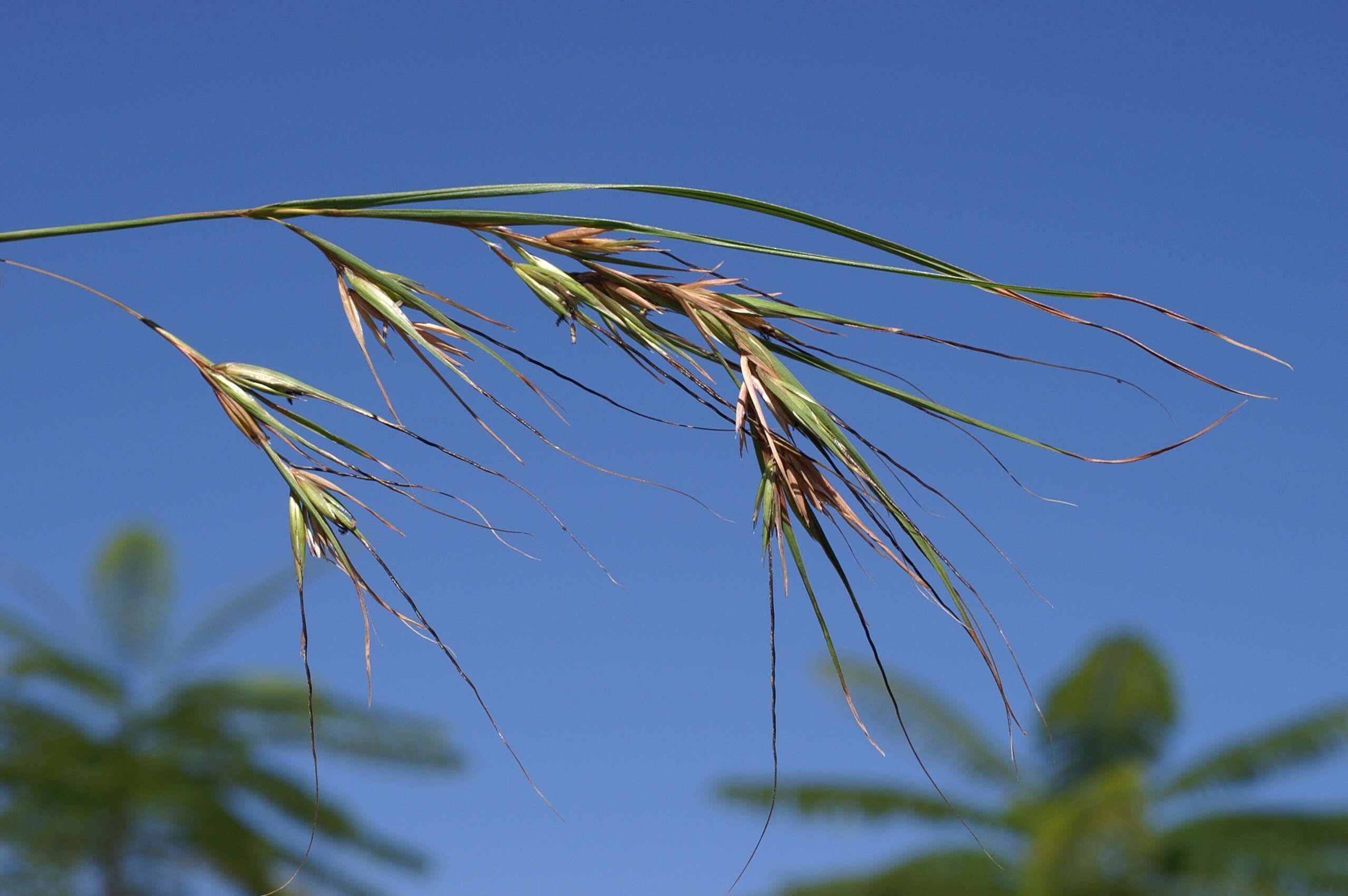 Image of Red grass