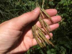 Image of Chinook brome