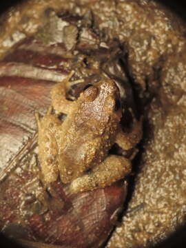 Image of Balu Oriental Frog