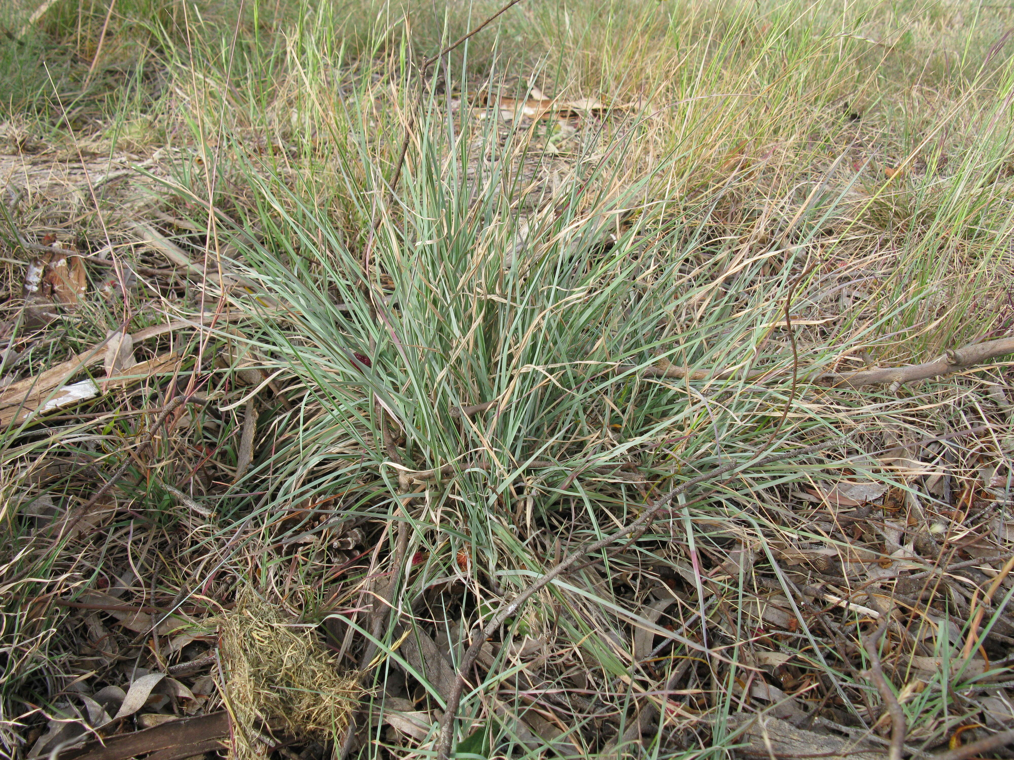 Image of Red grass