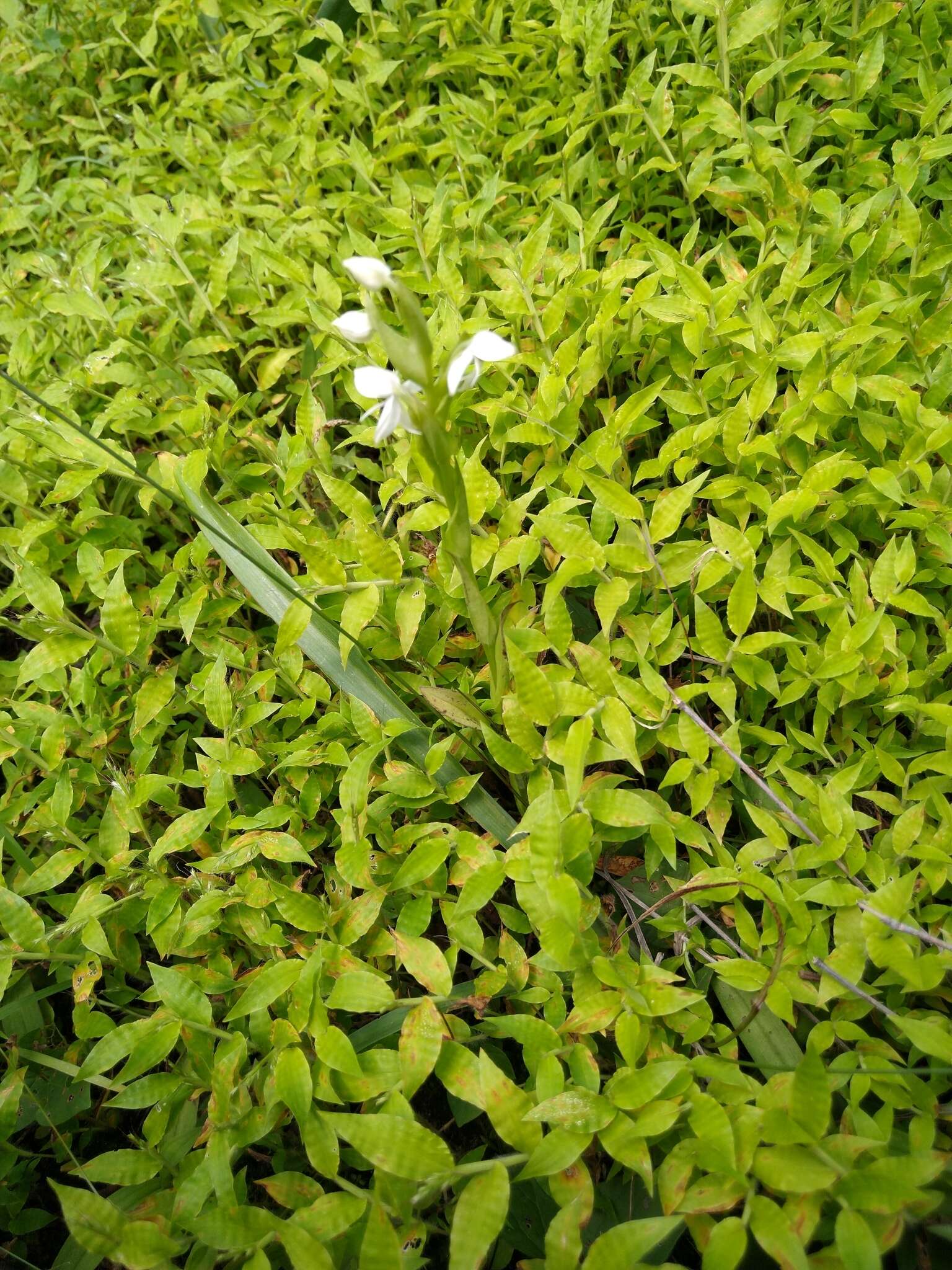 صورة Habenaria entomantha (Lex.) Lindl.