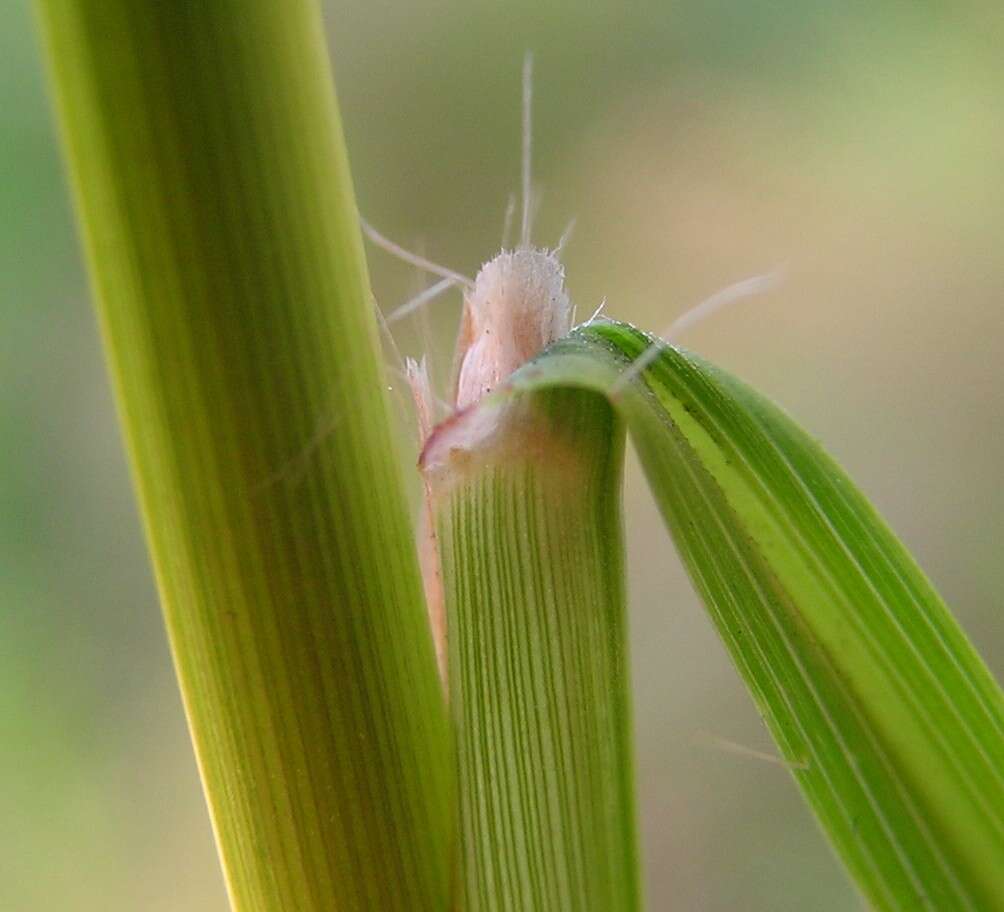 Image of Red grass