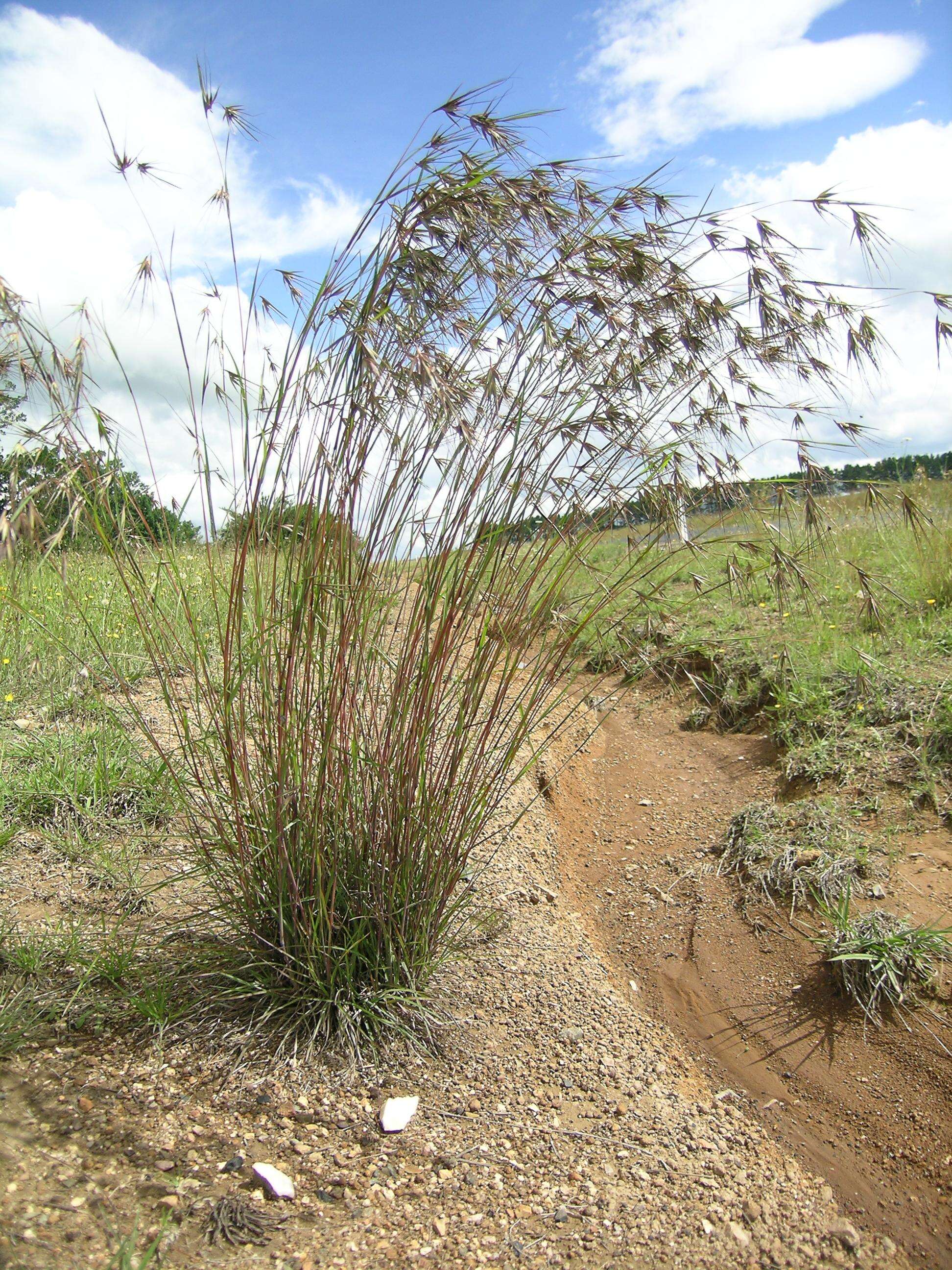 Image of Red grass