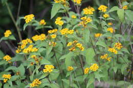 Image of Lasianthaea ceanothifolia (Willd.) K. M. Becker