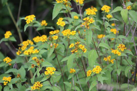 صورة Lasianthaea ceanothifolia (Willd.) K. M. Becker