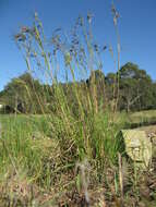 Image of Red grass