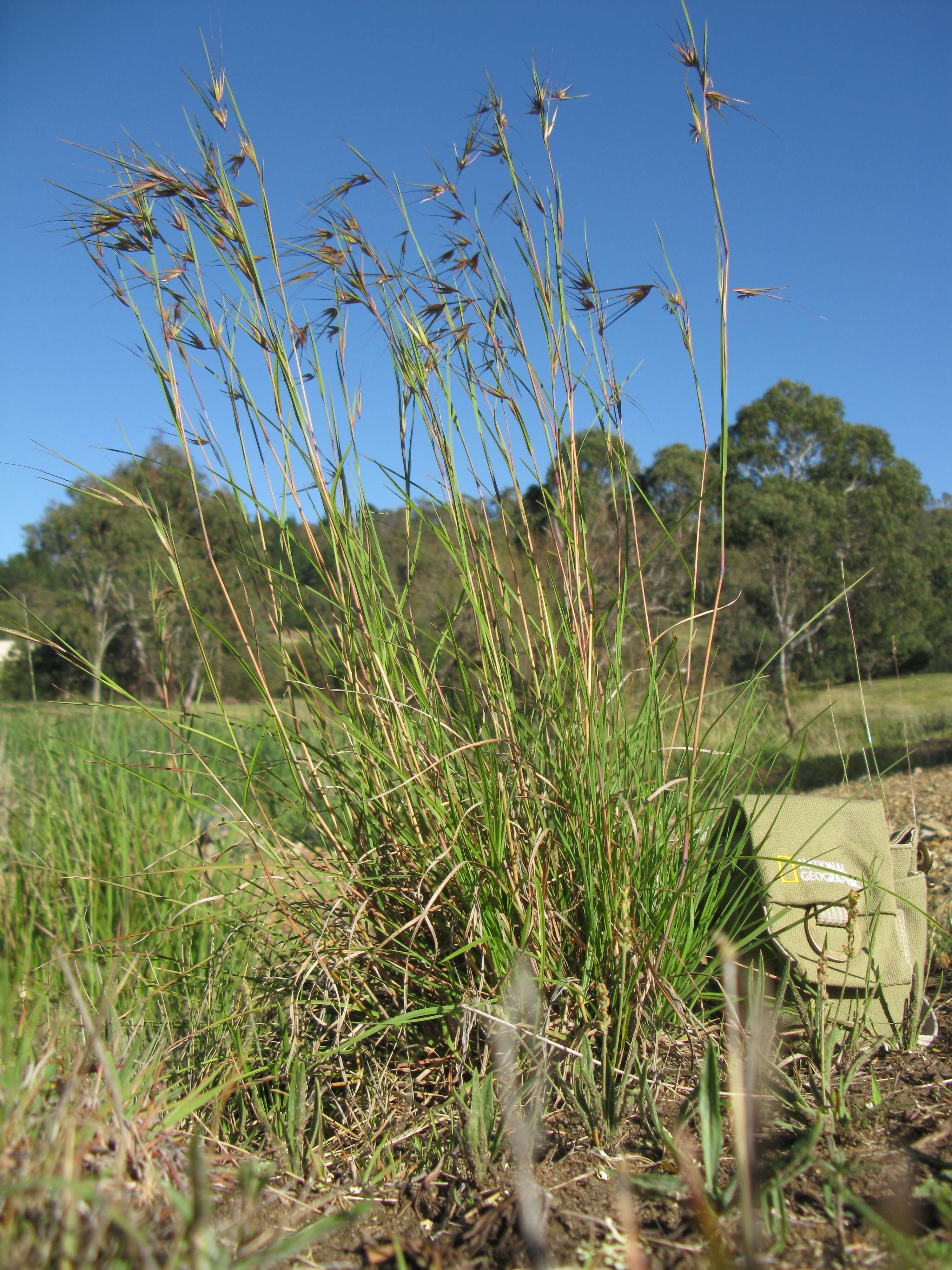 Image of Red grass